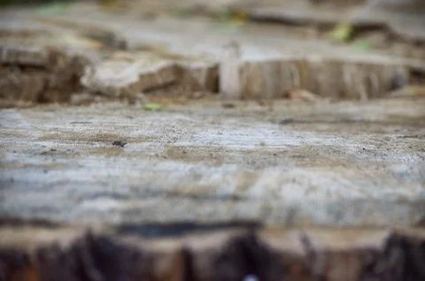 A blurry image of a tree stump with a dirt ground. Stock Photos