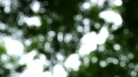 Blurry leaves Stock Footage 22664532