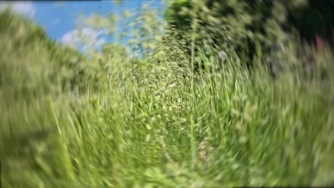 Blurry low angle view of tall Green Grass Swaying in Wind Under Blue Sky Stock Footage 336858467