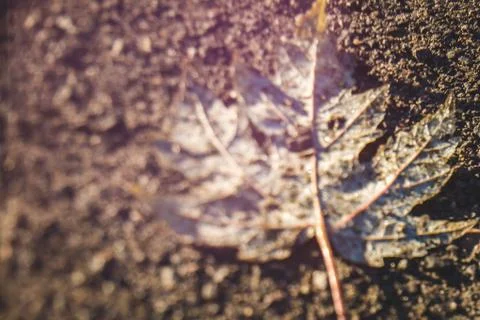 Blurry maple leaf on ground Stock Photos