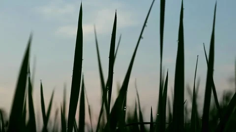 Blurry moment Stock-Footage 332875228