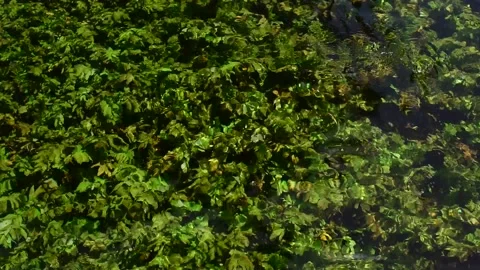 Blurry motion of clear water of river Stock Footage 158080548