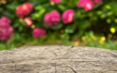 Blurry natural background Stock Photos