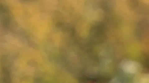 Blurry Nature Background Stock Footage 12450369