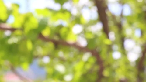 Blurry nature background. Fuzzy tree branches in sunny day. Stock-Footage 194706333