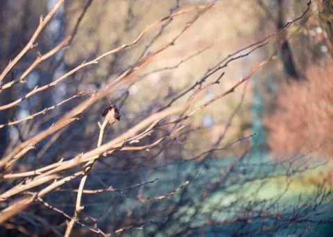 Blurry nature background Stock Photos