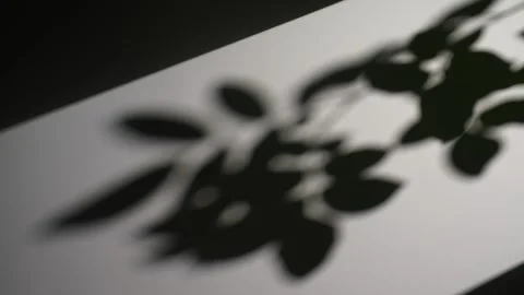 Blurry Nature Leaf Shadow on a Wall Surface Stock Footage 312452744