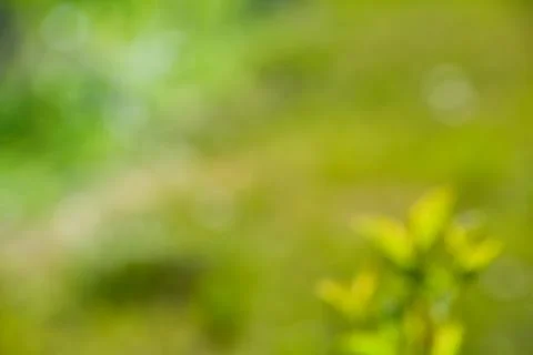 Blurry nature Foto stock
