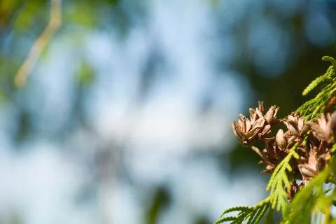 Blurry nature Foto stock