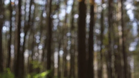 Blurry orange leaves fall down in park lit by autumn sun Video stock 120589616