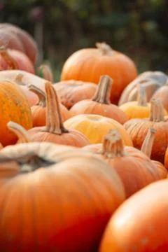 Blurry orange pumpkins Stock Photos
