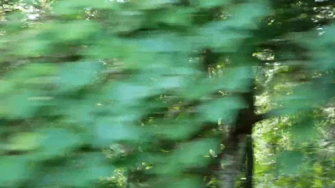 Blurry outside-vehicle view, trees, while traveling at speed in a train Stock Footage