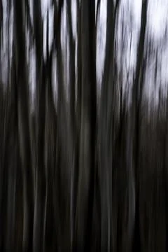Blurry panning effect of trees in a forest 写真素材