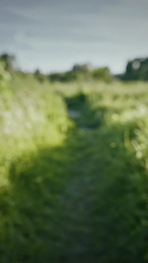 Blurry Pathway Through Overgrown Grass in Nature. Abstract blurred background Stock Footage 341363667