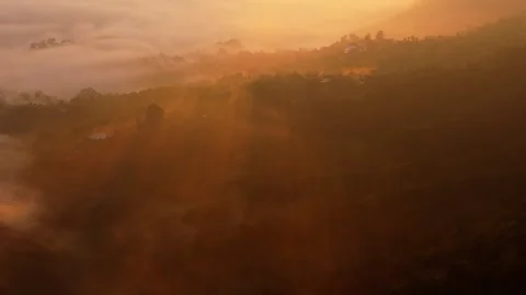 A blurry picture of a sunset over a forest Stock Footage 265447837