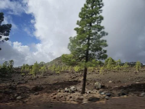 Blurry pine forest landscape under dramatic cloudy sky Stock Photos