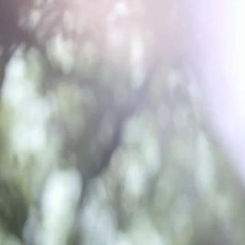 Blurry plants and sky Video stock 69454604