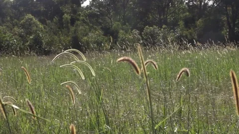Blurry POV through glasses before taking them off to see clear vision in field Stock Footage 83841179