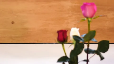 Blurry rose bokeh focus background drops breeze Stock Footage 232171706