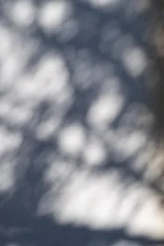 The blurry shadow or silhouette of tree branches on the white cement wall. .. Stock Photos