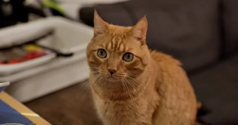 Blurry to sharp focus on orange cat Stock Footage 329153867