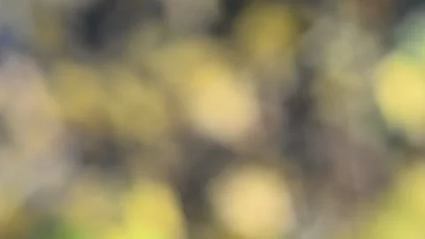 Blurry shimmering abstraction Stock-Footage 142597724