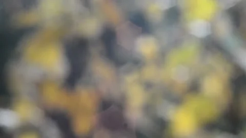 Blurry shimmering abstraction Stock-Footage 142601037