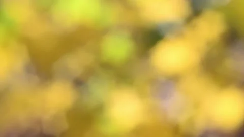 Blurry shimmering abstraction Stock-Footage 142622721
