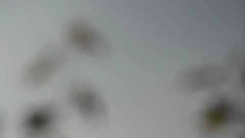 Blurry shimmering abstraction Stock-Footage 142631054