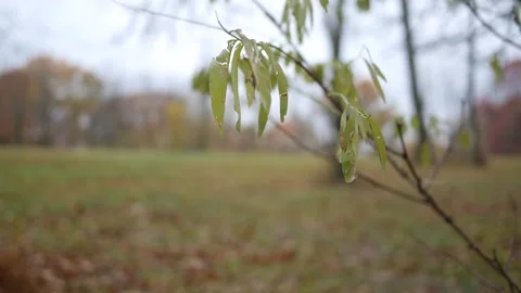 A Blurry Shrub on the Edge of Misty Field Stock Footage 320853045
