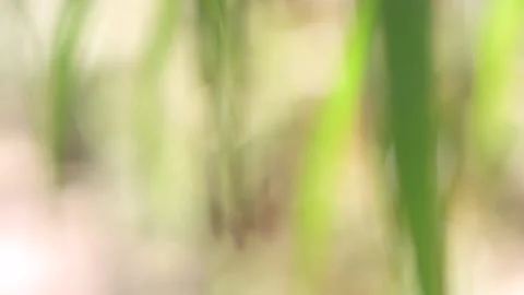 Blurry soft green abstract background Video stock 195151454