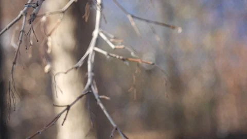 Blurry sticks and background Stock Footage 122486830