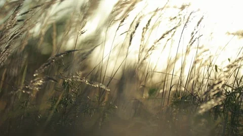 The blurry sun rises over the grass Stock Footage 160047991