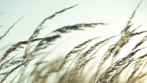 The blurry sun rises over the grass, the beam breaks through the stems  Stock Footage 160048086