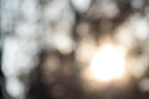 Blurry Sun Trees Stock Photos
