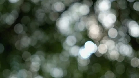 Blurry sunlight between leaves Stock Footage 273151863