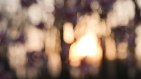 Blurry Sunset with Magnolia Tree Stock Footage 90180519