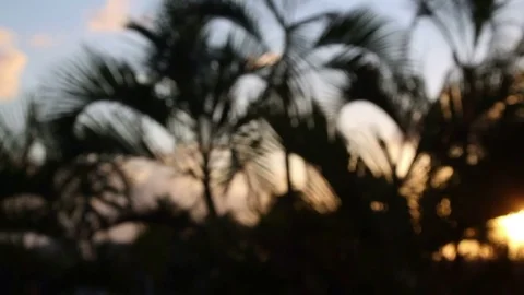 Blurry sunset tropics Stock Footage 74062481
