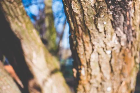 Blurry tree trunk close up Stock Photos