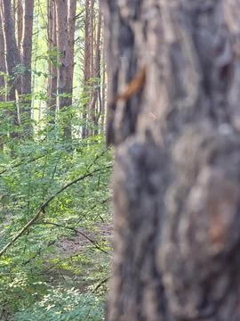 Blurry tree trunk forest path Stock Photos