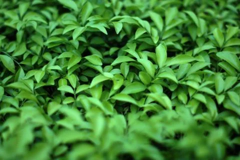 Blurry Tropical green leaf background. Stock Photos