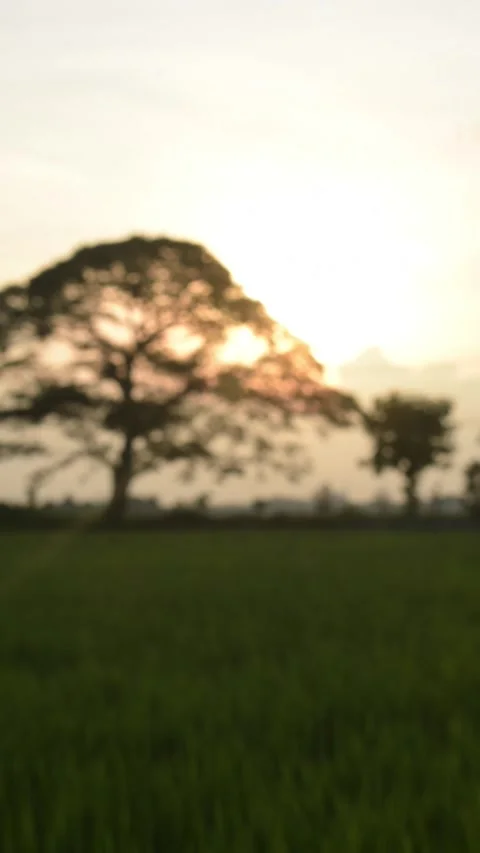 Blurry Vertical video rice field with big tree and sky sunset background Stock Footage 265698083