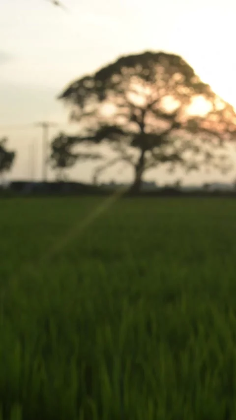 Blurry Vertical video rice field with big tree and sky sunset background Stock Footage 265698104