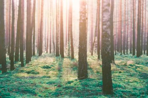 Blurry view of autumn forest Foto stock