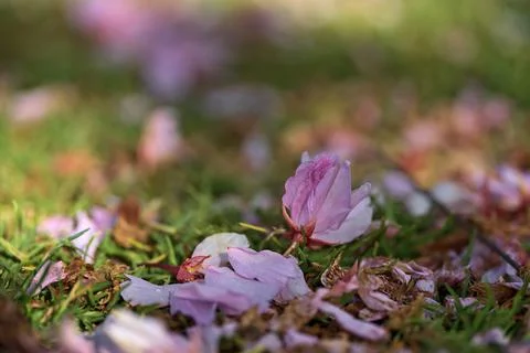 Blurry view of delicate spring pink cherry (Prunus Shogetsu Oku Miyako) blossoms Stock Photos