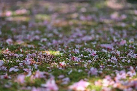 Blurry view of delicate spring pink cherry (Prunus Shogetsu Oku Miyako) blossoms Stock Photos