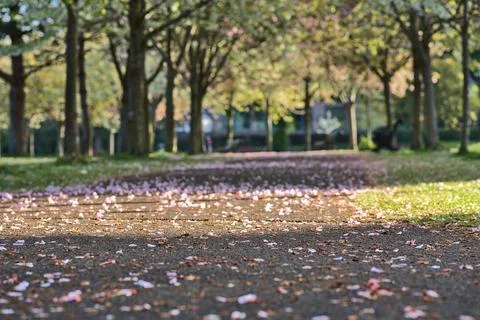 Blurry view of delicate spring pink cherry (Prunus Shogetsu Oku Miyako) blossoms Stock Photos