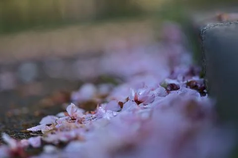 Blurry view of delicate spring pink cherry (Prunus Shogetsu Oku Miyako) blossoms Stock Photos