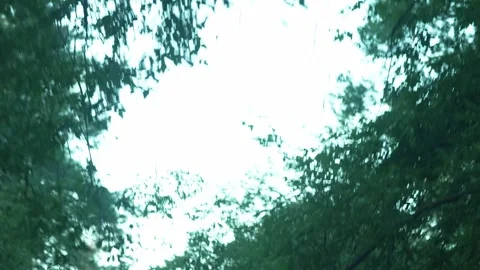 Blurry view of green tree crowns against a bright sky. Stock Footage 342442367