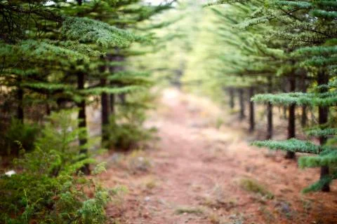 Blurry view of pine trees and path way in the nature. Stock Photos